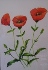 Pip Lunn - Poppies.jpg